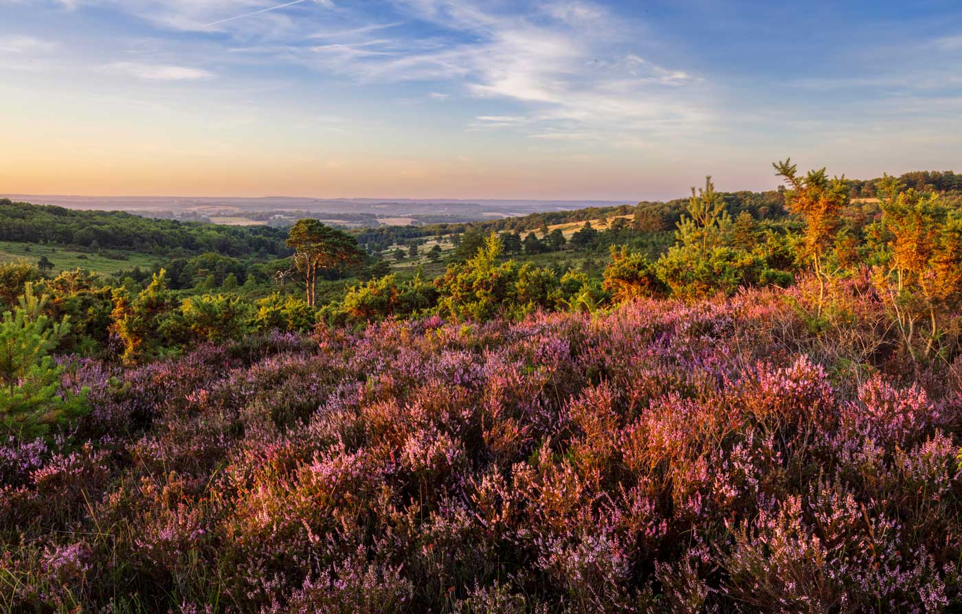 View over Ashdown Forest, beautiful sunrise
